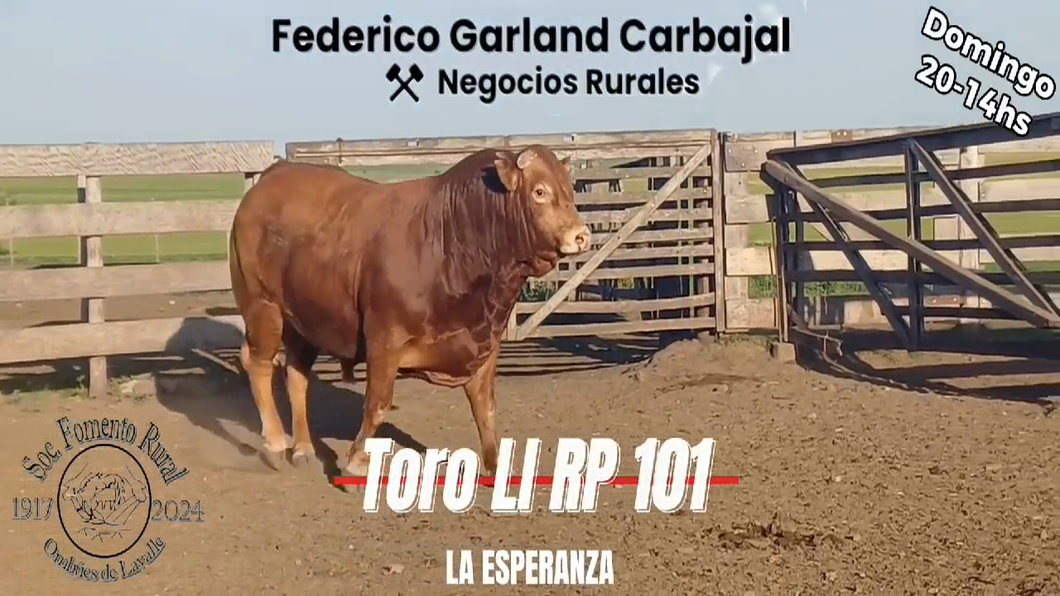 Lote TORO PI