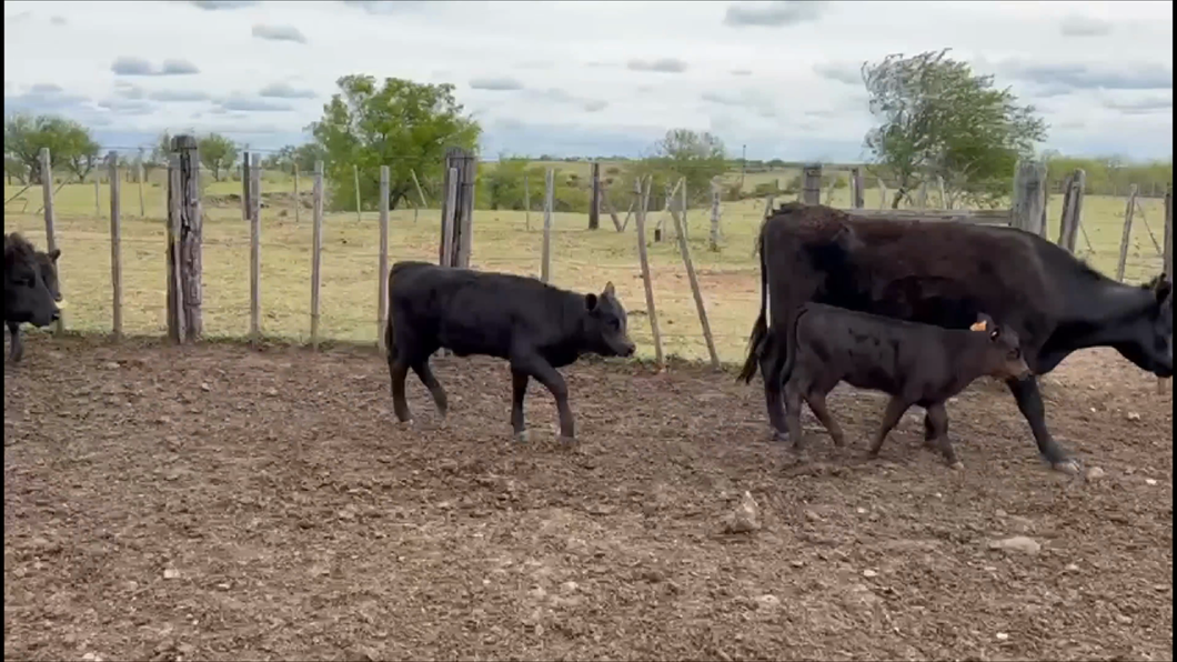 Lote 50 Piezas de cría en Termas del Arapey, Salto