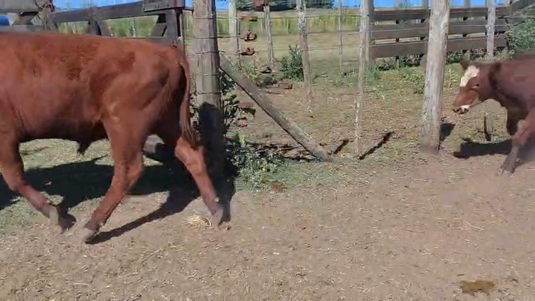 Lote 60 Novillitos en Coronel Vidal