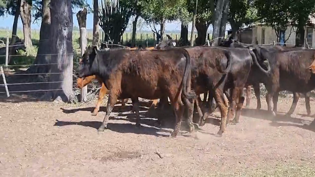 Lote 14 Vaquillonas C/ gtia de preñez en Chascomús, Buenos Aires