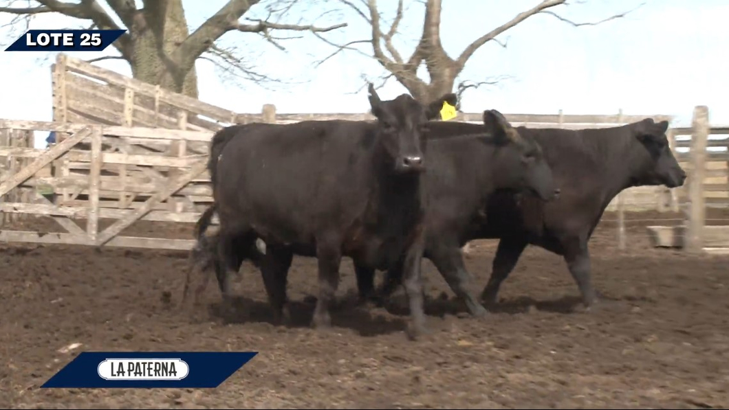 Lote Hembras RPs 07 , 08, 09