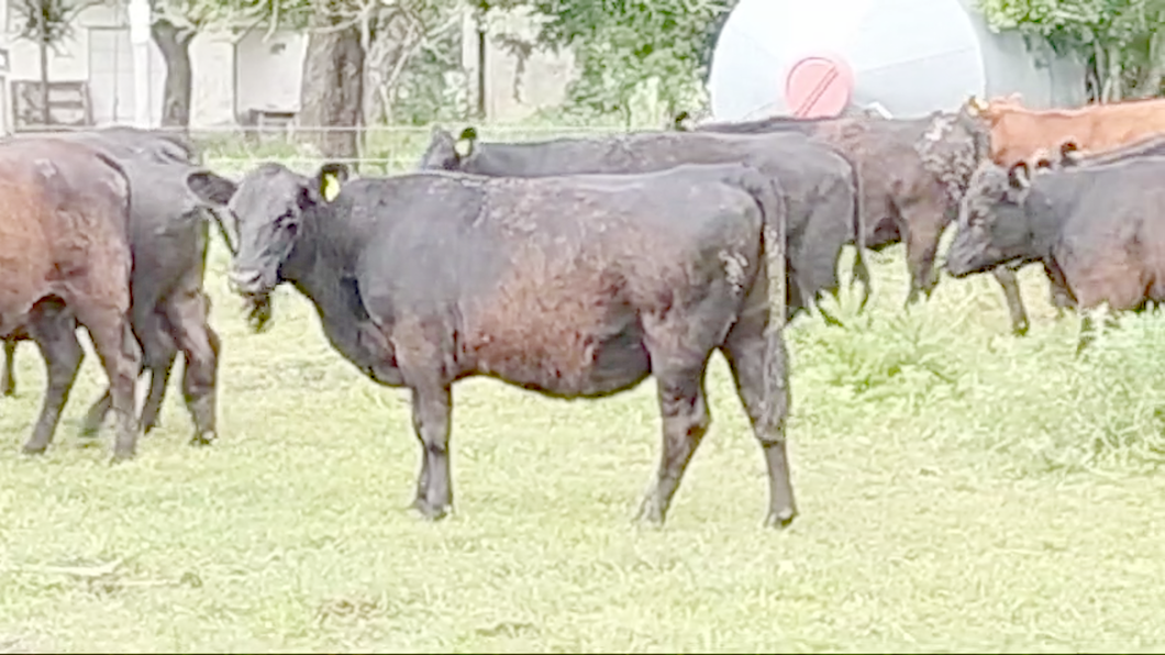 Lote 30 Vacas nuevas C/ gtia de preñez