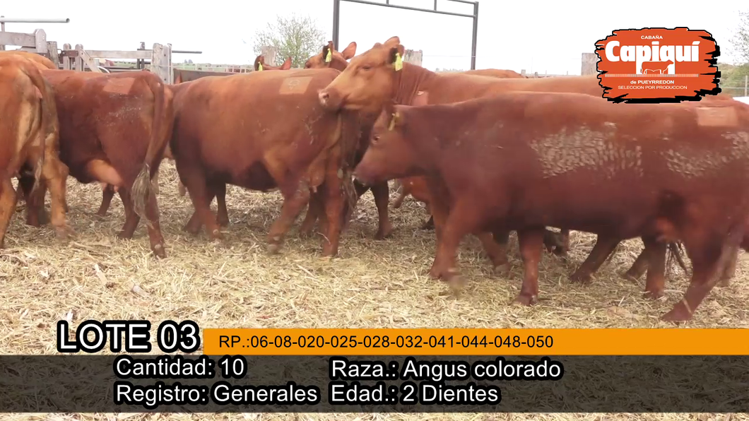 Lote VAQ.  PARIDAS