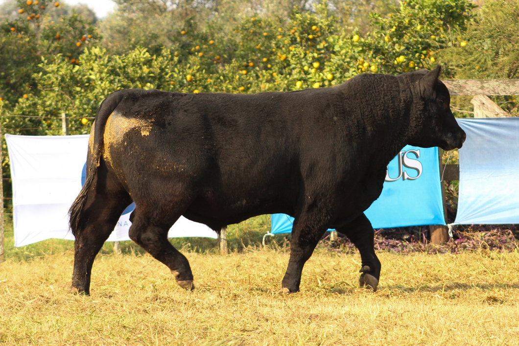 Lote CABAÑA COEMBOTÁ: RP 633