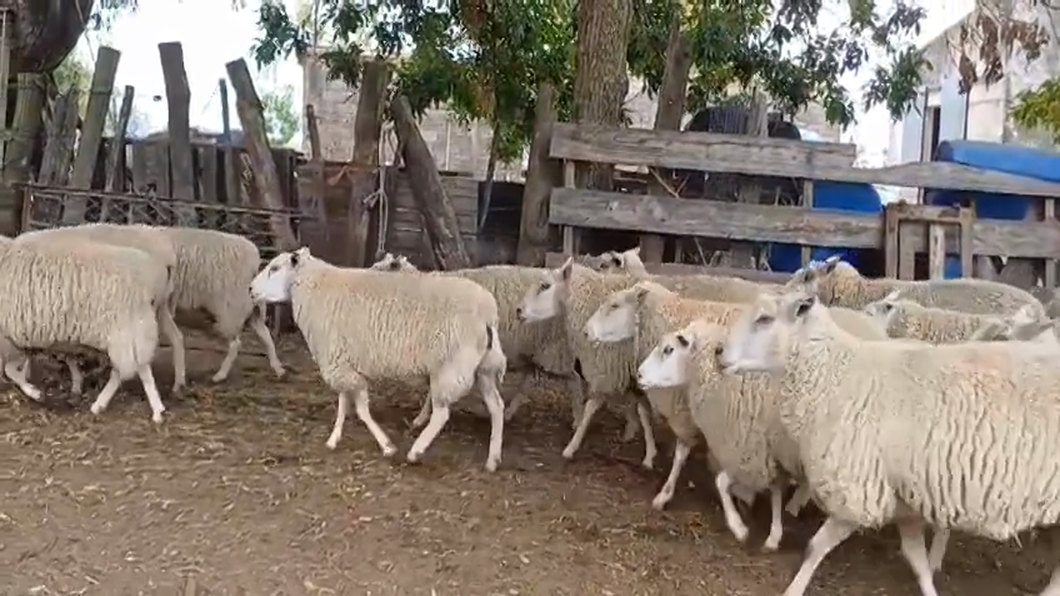 Lote 20 Ovejas TEXEL a remate en #42 Pantalla Carmelo  65kg -  en COLONIA LARRAÑAGA