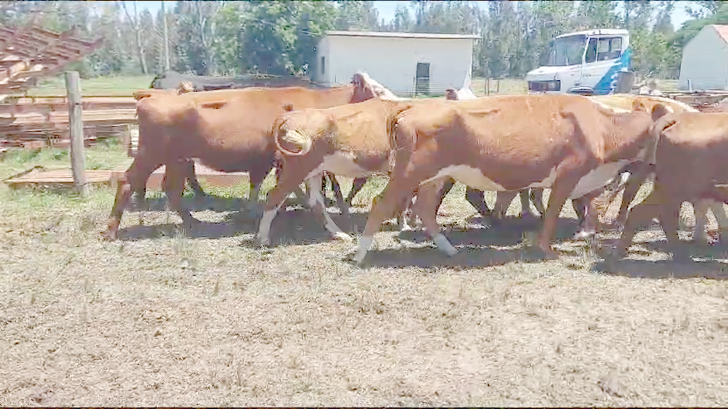 Lote 17 Vacas de Invernada Hereford y Angus a remate en Ultima Pantalla del Año - Escritorio Camy en Ruta 1 Km 32