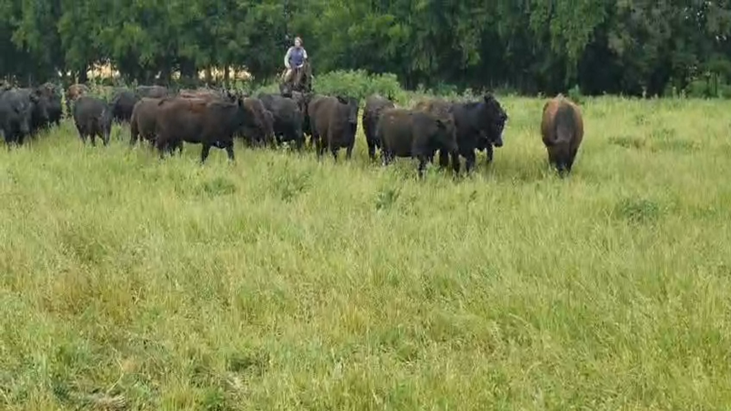 Lote 40 Vaquillonas C/ gtia de preñez PC