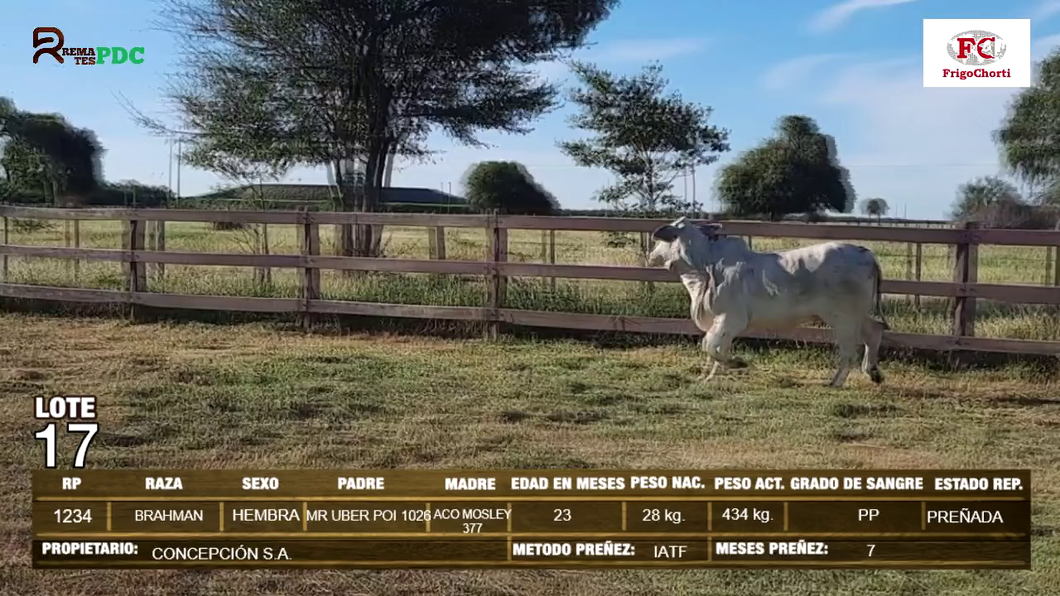 Lote Hembras BRAHMAN a remate en Expo Pioneros 24 de Mayo 2024 en Pioneros del Chaco S.A.