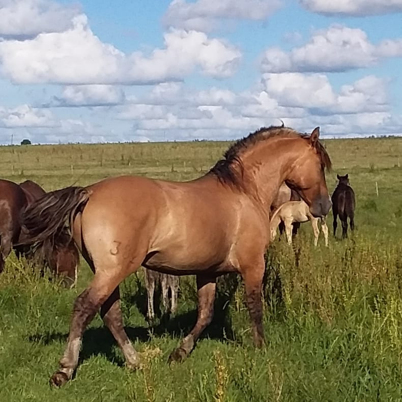 Lote Vintén Don Miguel