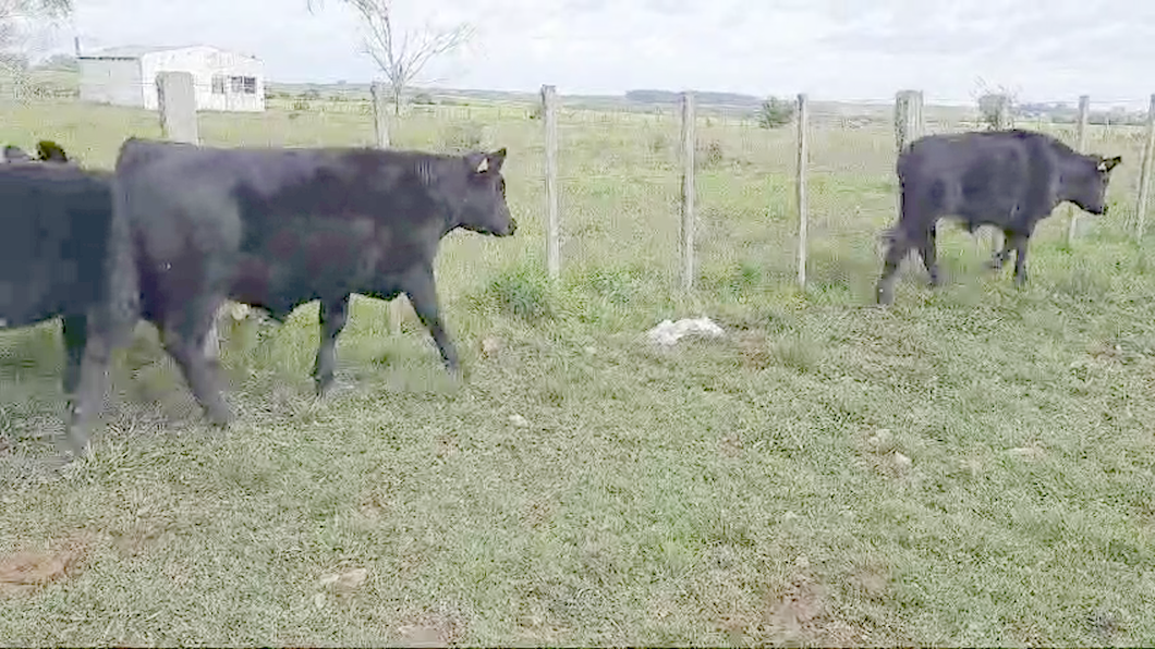 Lote 4 Terneros Angus a remate en 10º Subasta - CAB  215kg -  en Paraje Merino