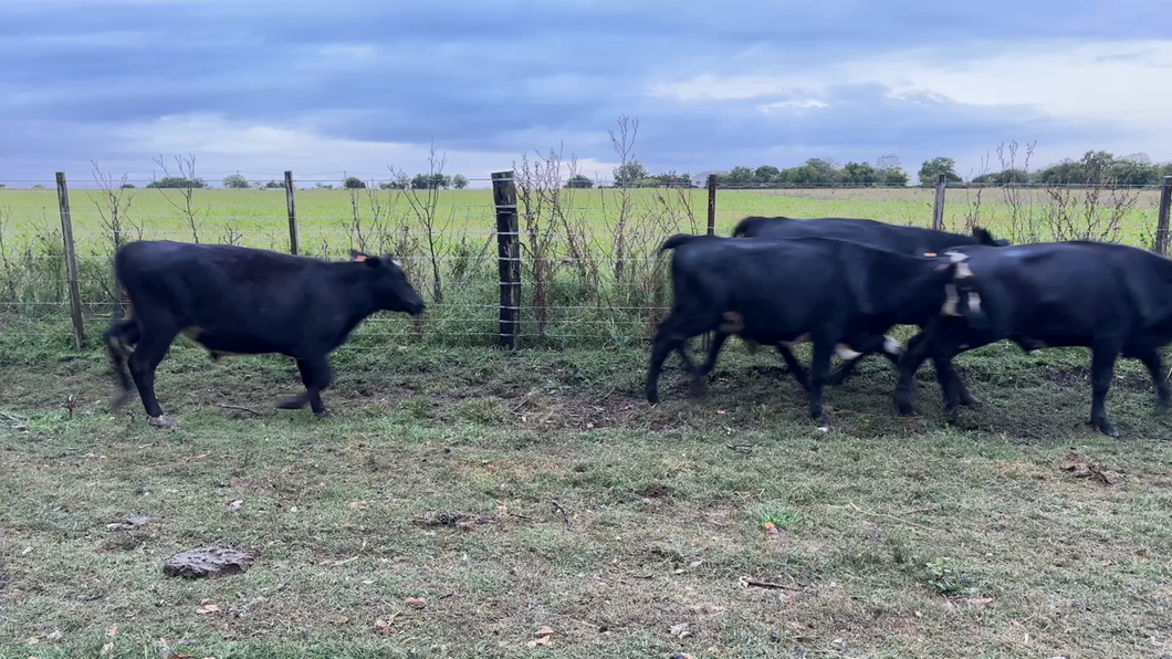 Lote NOVILLOS 1 a 2 AÑOS