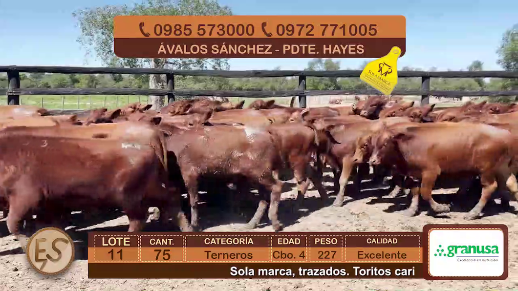 Lote (Vendido)75 Terneros Cbo 4 a remate en Feria Elite de Terneros Cbo 4 - DEL DUERO SA 227kg - , Presidente Hayes