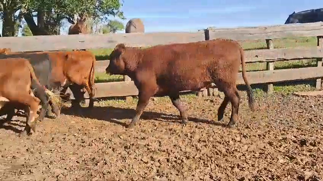 Lote (Vendido)6 Novillos 1 a 2 años 6 BRANGUS a remate en 2º Remate Virtual Baltasar Brum 280kg -  en BALTASAR BRUM