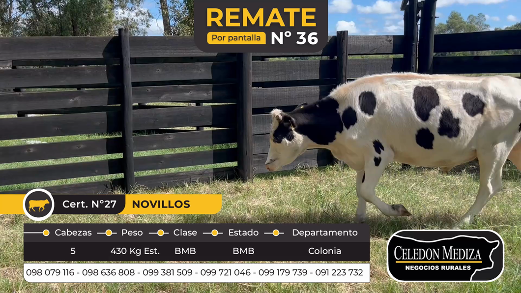 Lote 5 Terneros en Canelones