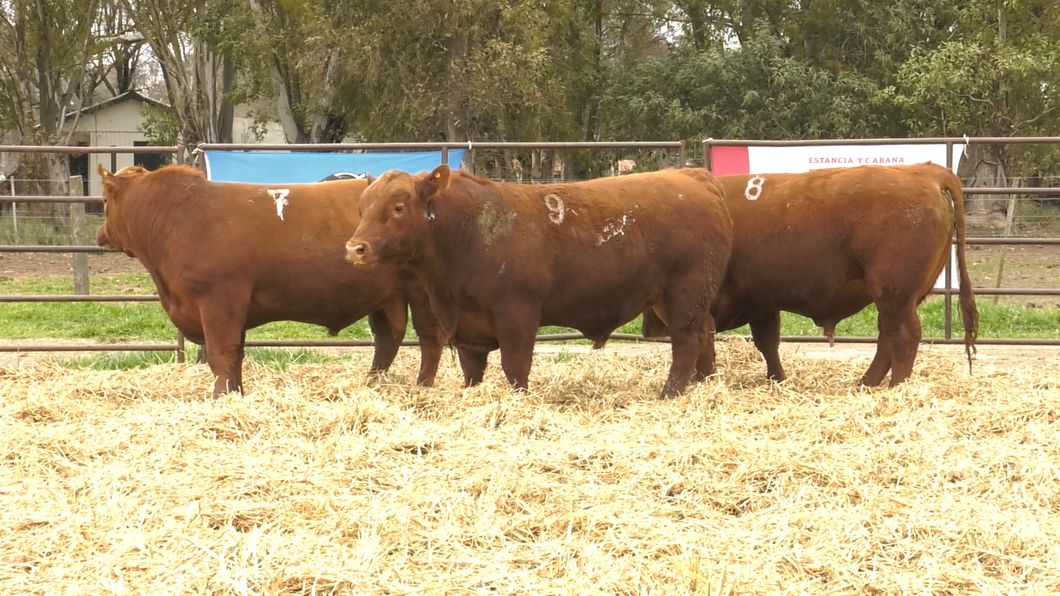 Lote TOROS ANGUS COLORADOS PC