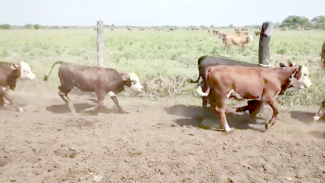 Lote 55 Novillitos y vaquillonas Braford y sus cruzas en Lanteri, Santa Fe