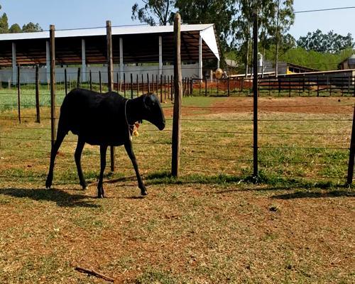Lote Hembra P2 a remate en 1° Feria Online APCO Dorper y Santa Inés en Santa Rita