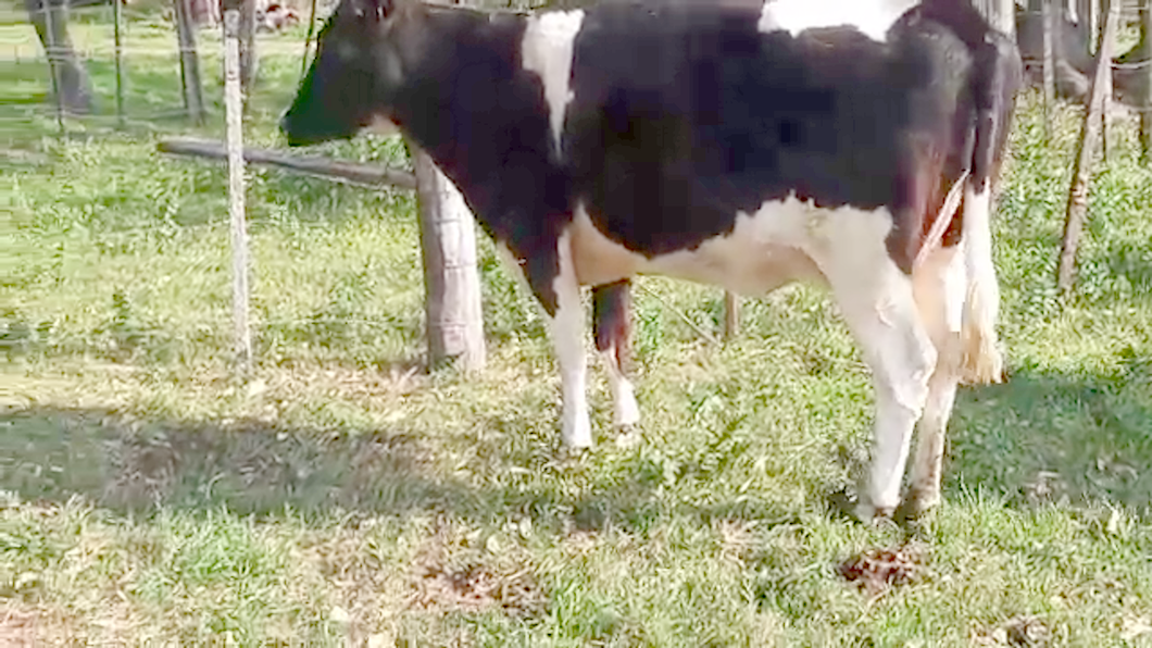 Lote Vacas de Invernada HOLANDO a remate en PANTALLA CAMY - SAN JOSE  1500 VACUNOS 600kg - , San José
