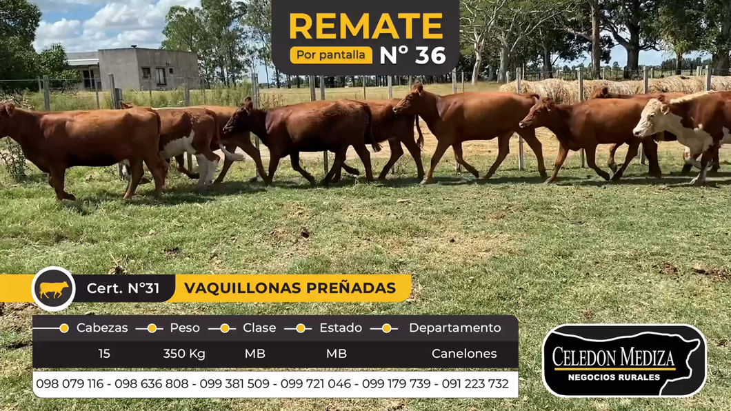 Lote 15 Vaquillonas Vacas Preñadas en Canelones