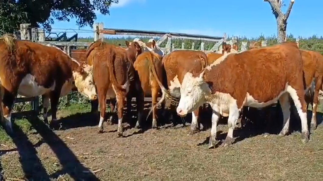 Lote 11 Vacas de Invernada HEREFORD a remate en #44 Pantalla Carmelo 435kg -  en PUNTAS DEL PERDIDO