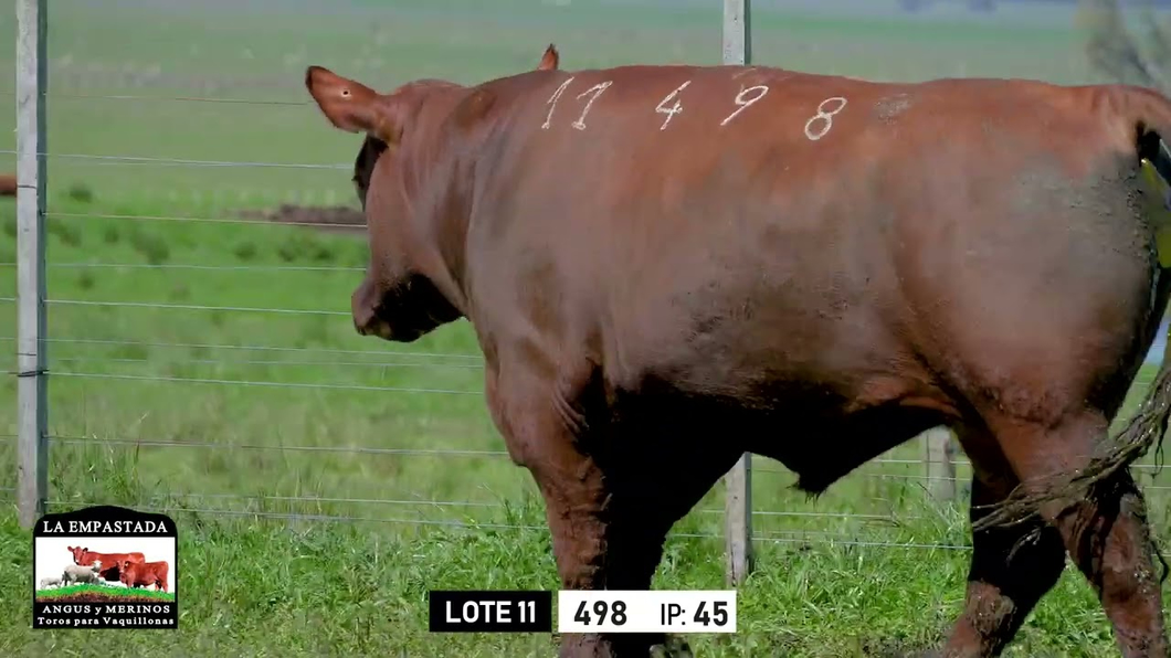 Lote Toros a remate en Toros para Vaquillonas - La Empastada, Durazno