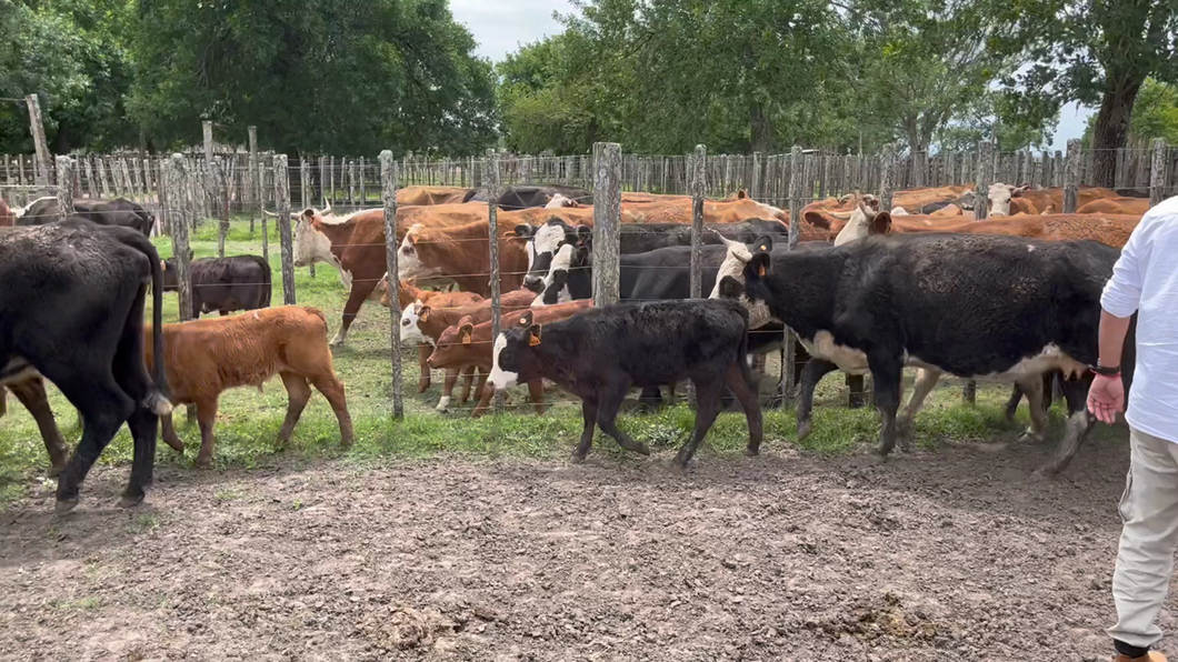 Lote 52 Piezas de cría