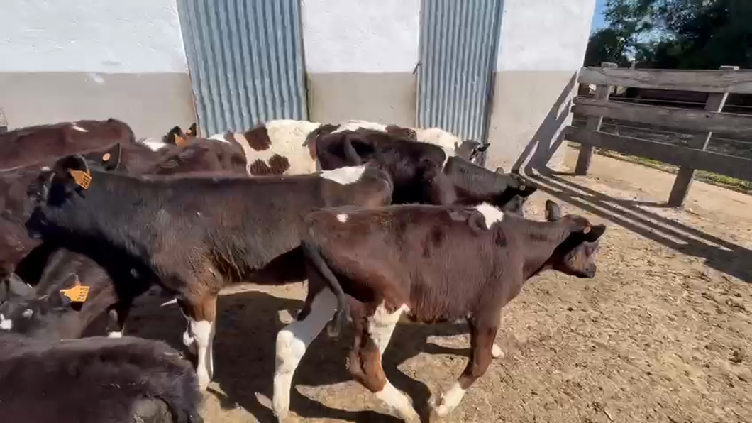 Lote 11 Terneros Holando a remate en Pantalla Camy 100kg -  en Pavón