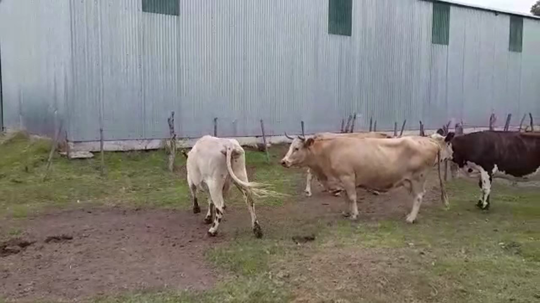 Lote (Vendido)4 Vacas de Invernada a remate en #30 Pantalla Carmelo 530kg -  en COLONIA ARRUE