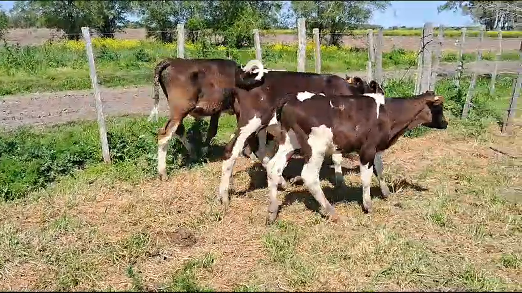 Lote (Vendido)5 Terneros Holando a remate en Remate por pantalla de la Exposición de San José en Carreta Quemada