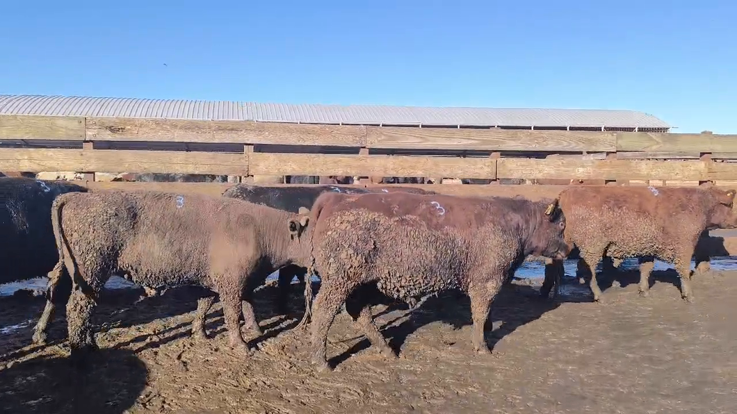 Lote 20 Novillo Gordo en Los Ángeles, VIII Región Biobío