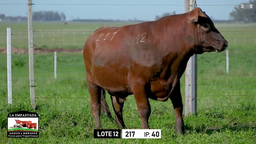 Lote Toros a remate en Toros para Vaquillonas - La Empastada, Durazno