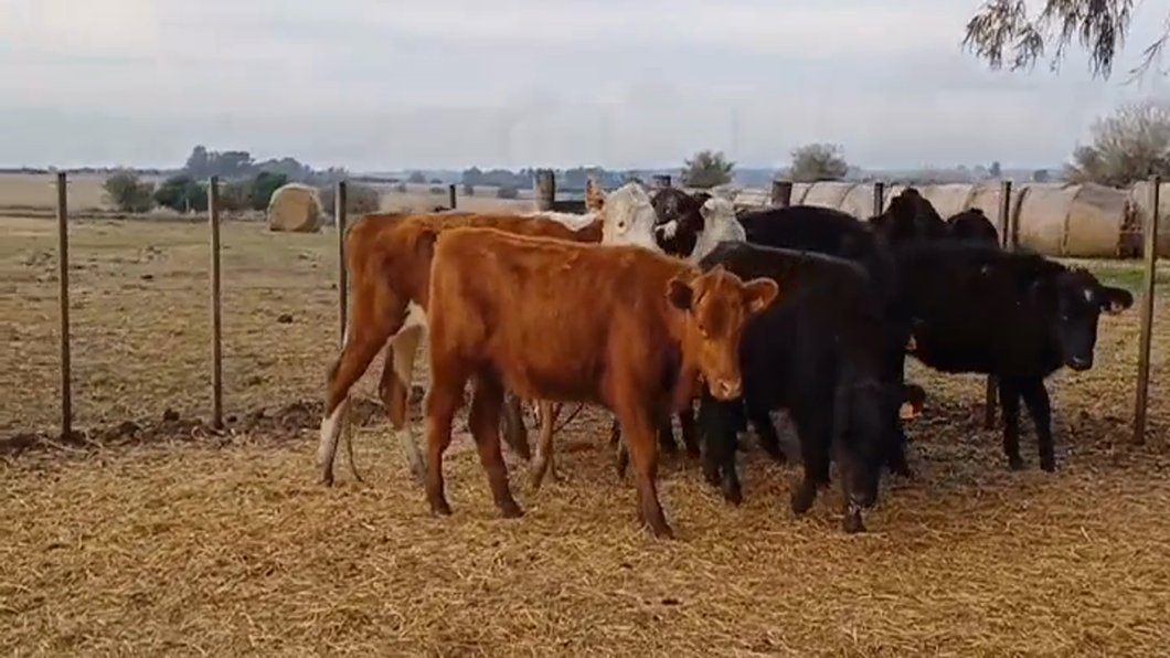 Lote (Vendido)12 Vaquillonas 1 a 2 años AA - HE/ BN a remate en #47 Pantalla Carmelo 220kg -  en PIEDRA CHATA