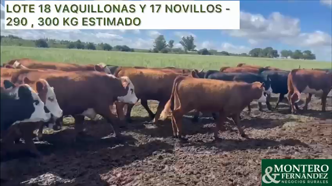 Lote 18 Vaquillonas y 17 Novillos