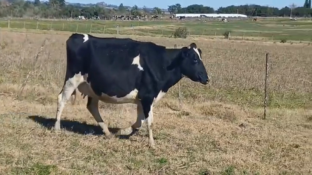 Lote (Vendido)Vacas preñadas HOLANDO a remate en #47 Pantalla Carmelo en CUFRE