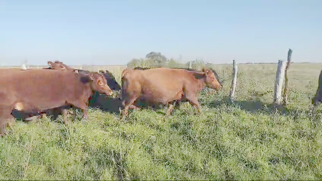 Lote 0 Vacas nuevas C/ gtia de preñez en Entre Ríos, San José de Feliciano