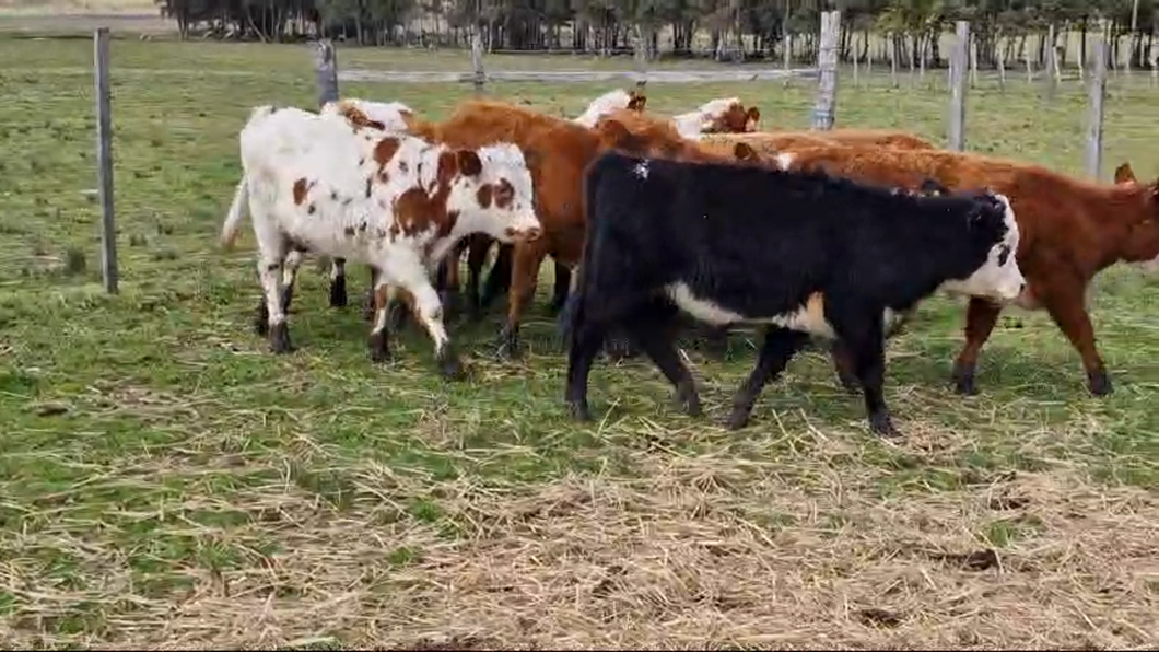 Lote 13 Terneras Hereford a remate en Pantalla Aniversario - Escritorio Camy en Libertad