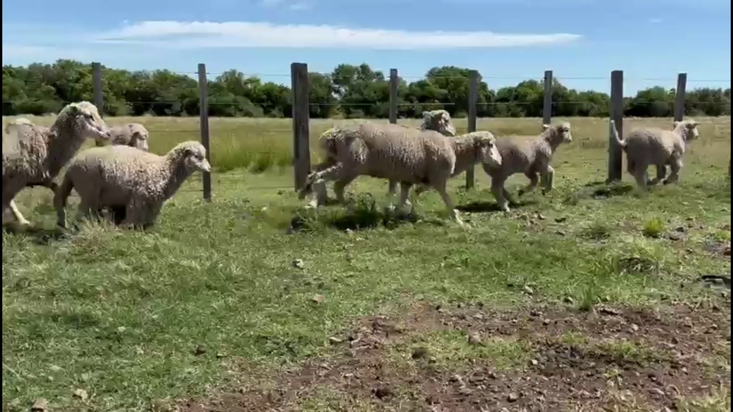 Lote OVEJAS CON CRÍA