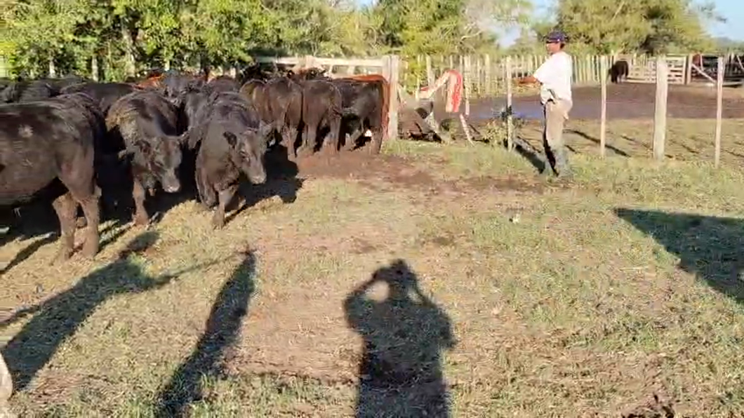 Lote 126 Terneros