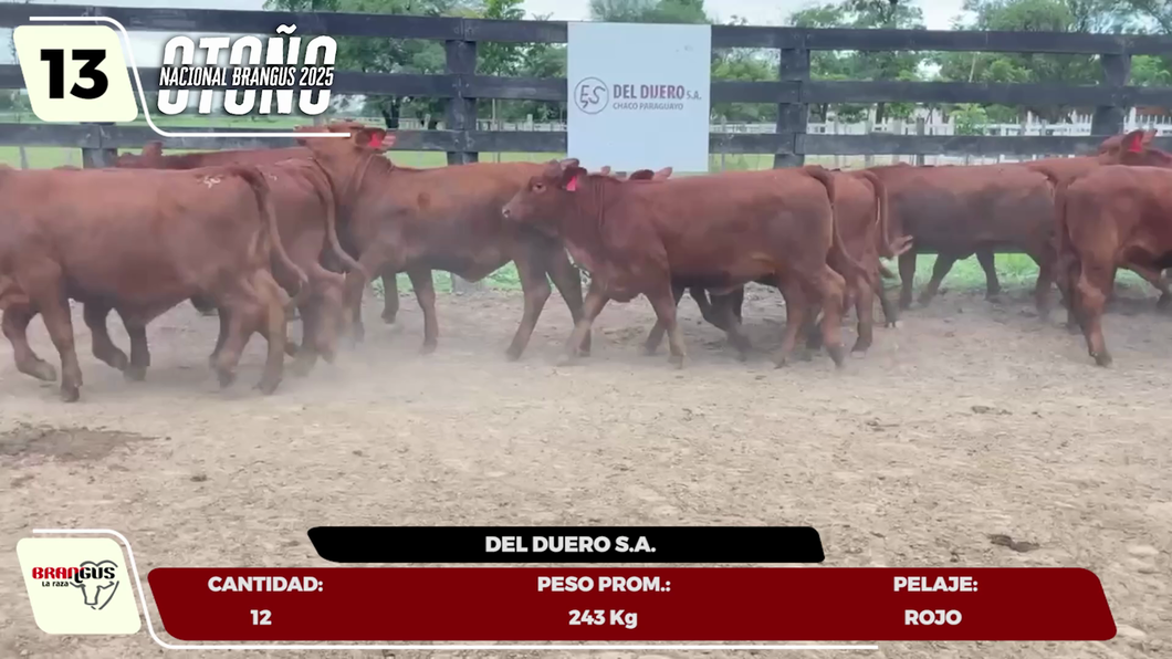 Lote LOTE 13