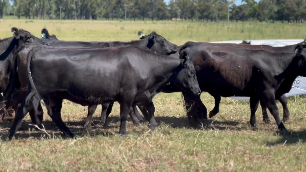 Lote 10 Vaquillona C/ gtia de preñez en Lincoln