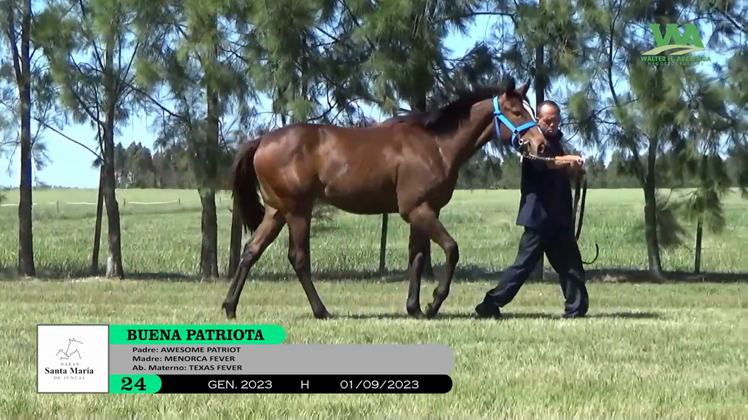 Lote BUENA PATRIOTA