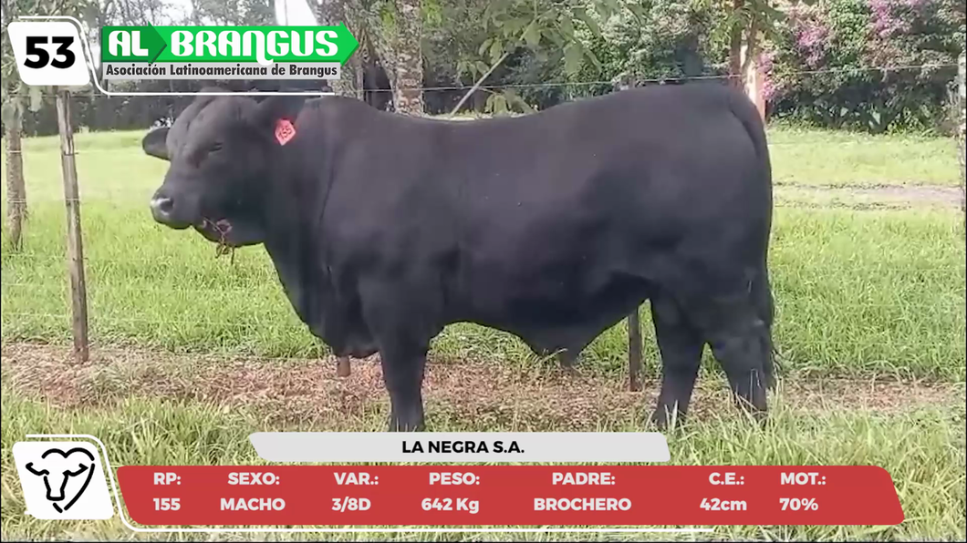 Lote LOTE 53 -CAMPO