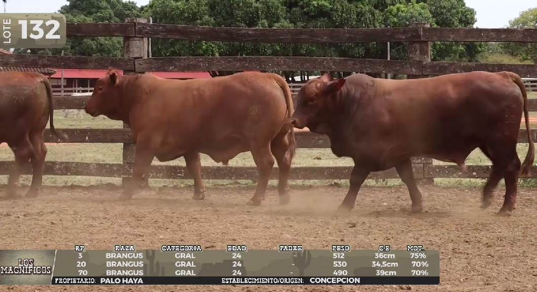 Lote LOTE 132