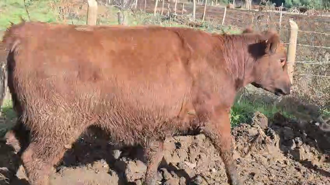 Lote 50 Vaquilla Gorda en Yerbas Buenas, VII  Región Maule