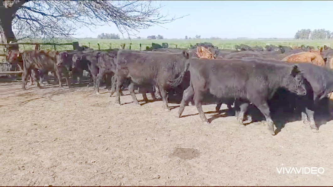 Lote 60 Terneras