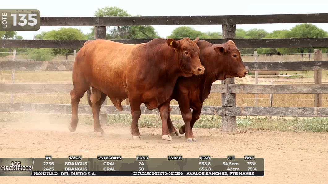 Lote LOTE 135