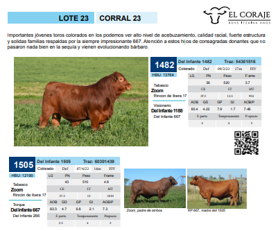 Lote Corral 23