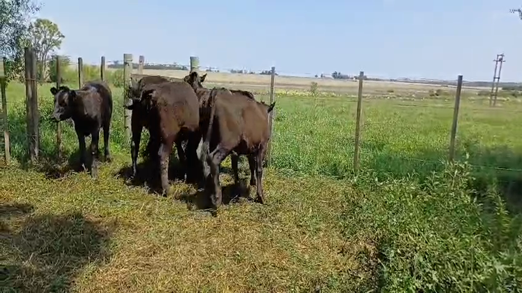 Lote 6 Terneras HOLANDO/ ANGUS a remate en #50 Pantalla Carmelo 220kg -  en PARADA FONT