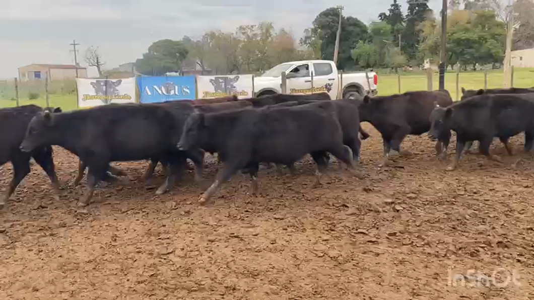 Lote 120 Terneros
