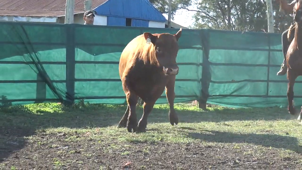 Lote Toros a remate en TOROS PARA VAQUILLONAS en Cabaña La Empastada
